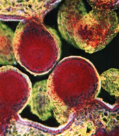 Science Is Beautiful Botanical Life Under the Microscope 5 Science Is Beautiful Botanical Life Under the Microscope